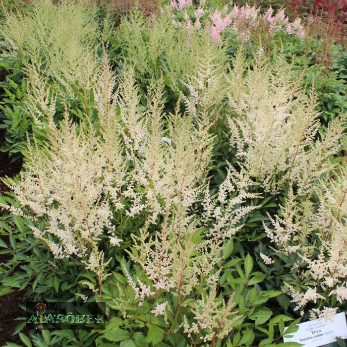 Arendsi astilbe 'Erika' - Image 2