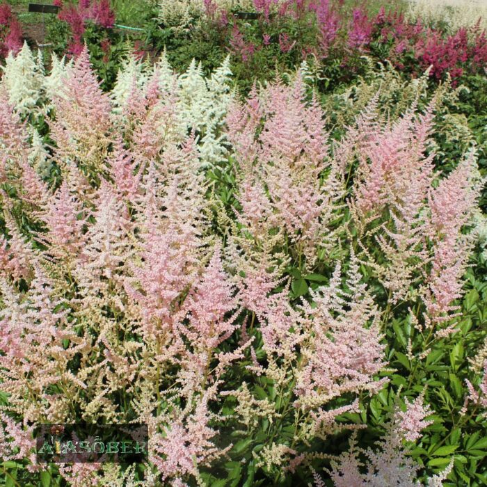 Arendsi astilbe 'Erika' - Image 3