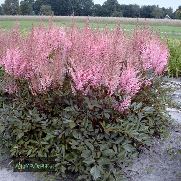 Arendsi astilbe 'Erika' - Image 4