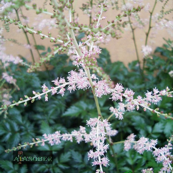 Lihtlehine astilbe  'H. Graafland'