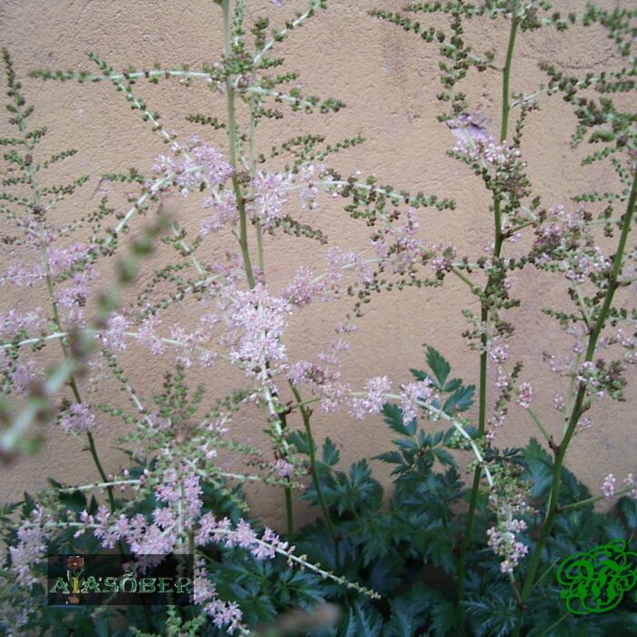 Lihtlehine astilbe  'H. Graafland' - Image 2