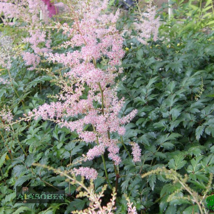 Lihtlehine astilbe  'H. Graafland' - Image 3