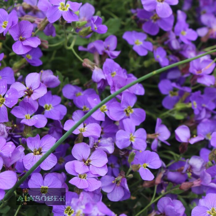 Aubrieeta 'Blaumeise'