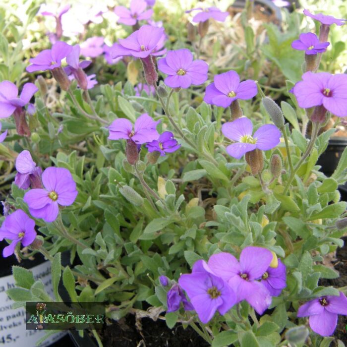 Aubrieeta 'Blaumeise' - Image 2