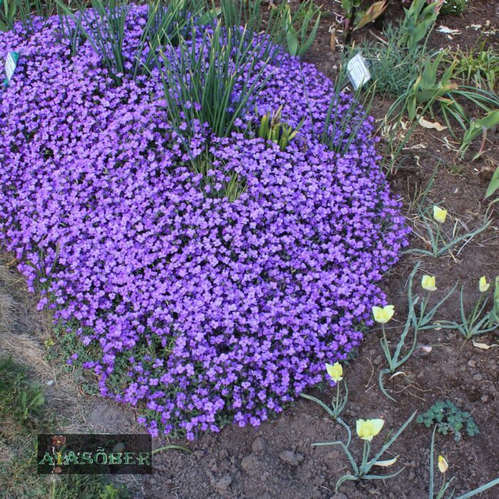 Aubrieeta 'Blaumeise' - Image 3