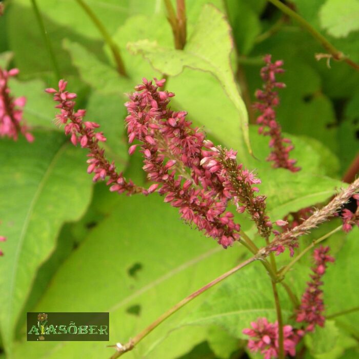 Kaelus-ussitatar 'Speciosa'