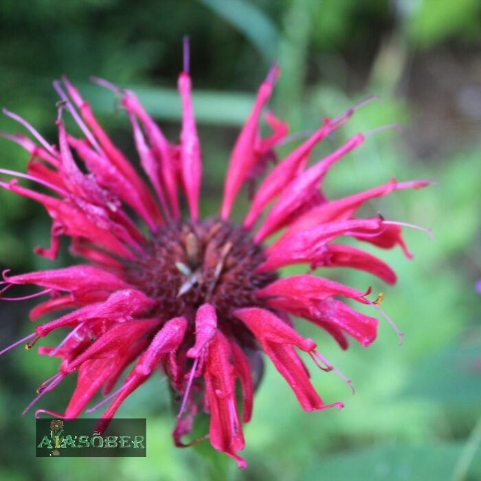 Aedmonarda 'Pink Frosting'