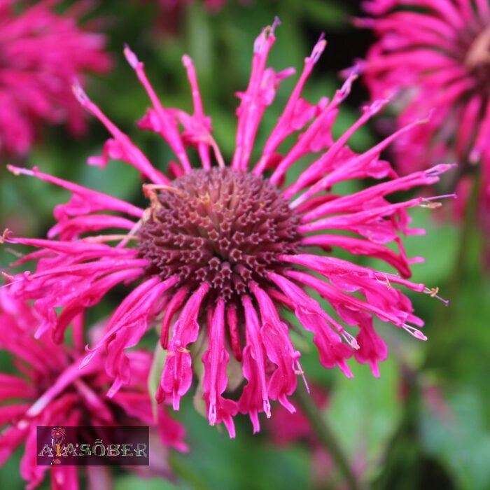 Aedmonarda 'Pink Frosting' - Image 2