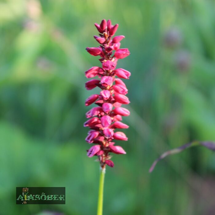 Kaelus-ussitatar 'Pinkfield'