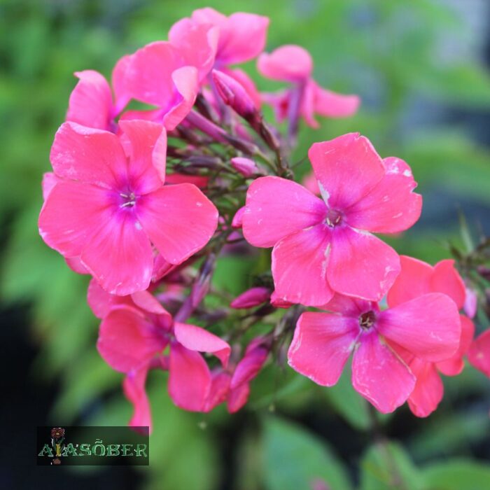 Aedfloks 'Cosmopolitan'