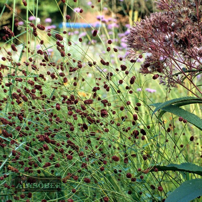 Ahtalehine punanupp 'Bordeaux'