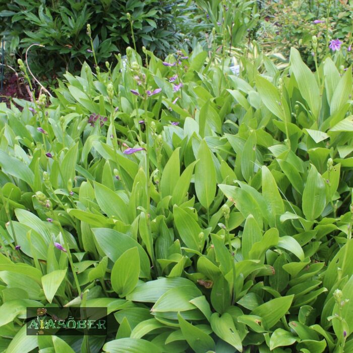 Nakai hosta  - Image 2