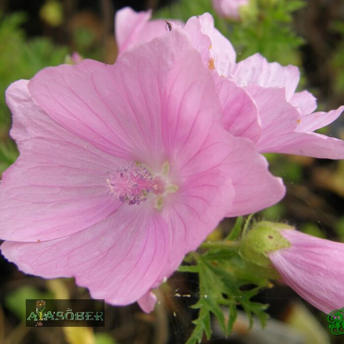 Roos-kassinaeris 'Fastigiata'