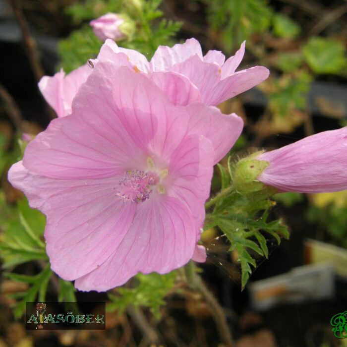 Roos-kassinaeris 'Fastigiata' - Image 3