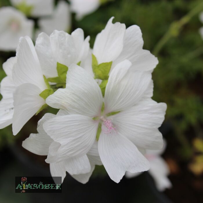 Muskus-kassinaeris 'Alba'