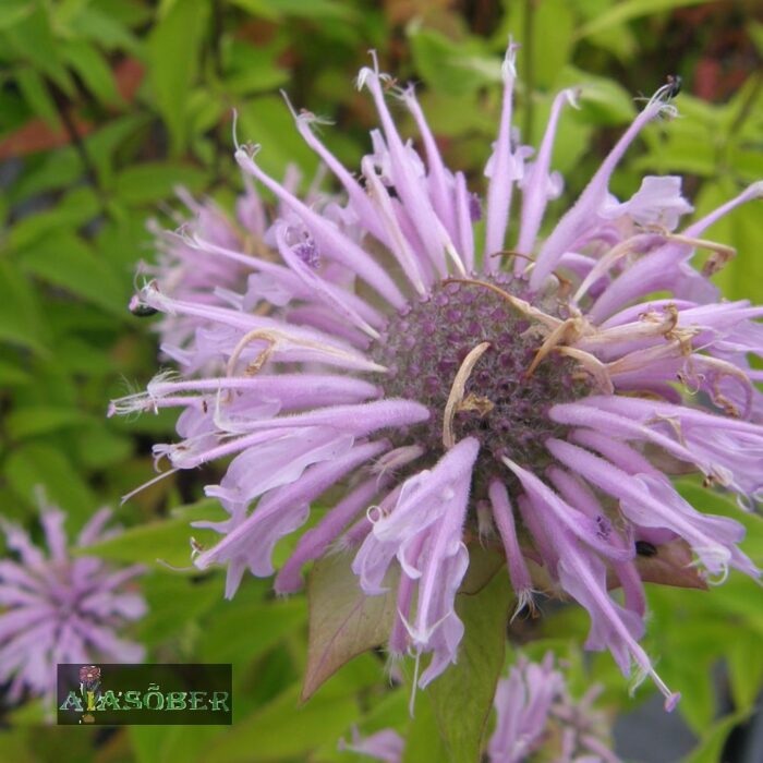 Toruõieline monarda - Image 4