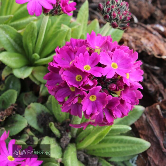 Hambulislehine priimula 'Rubin'