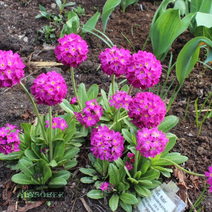 Hambulislehine priimula 'Rubin' - Image 3