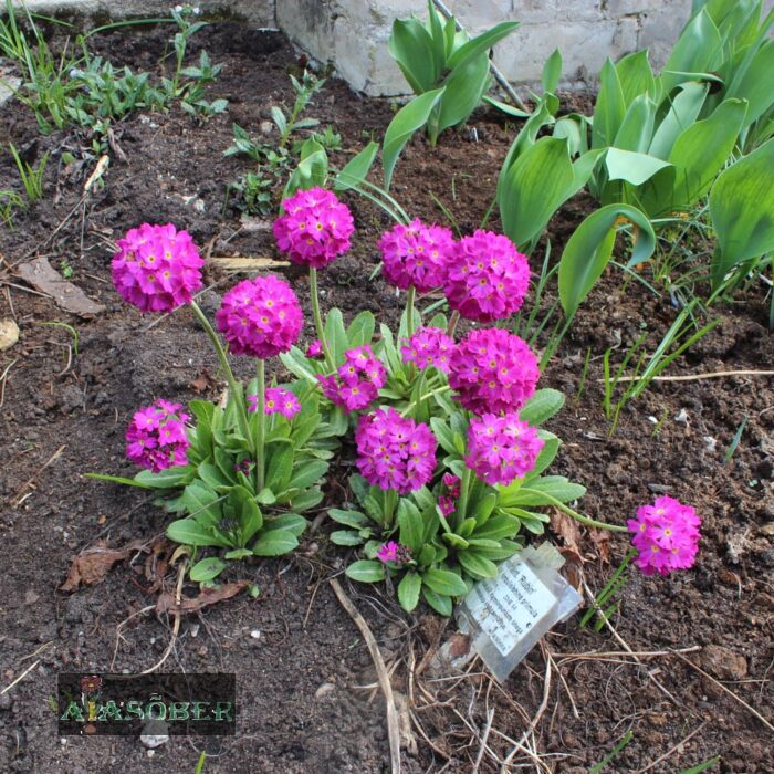 Hambulislehine priimula 'Rubin' - Image 4