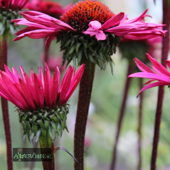 Purpur siilikübar 'Lacota Red'