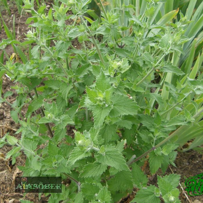 Sidrunmeliss 'Lemon Balm'