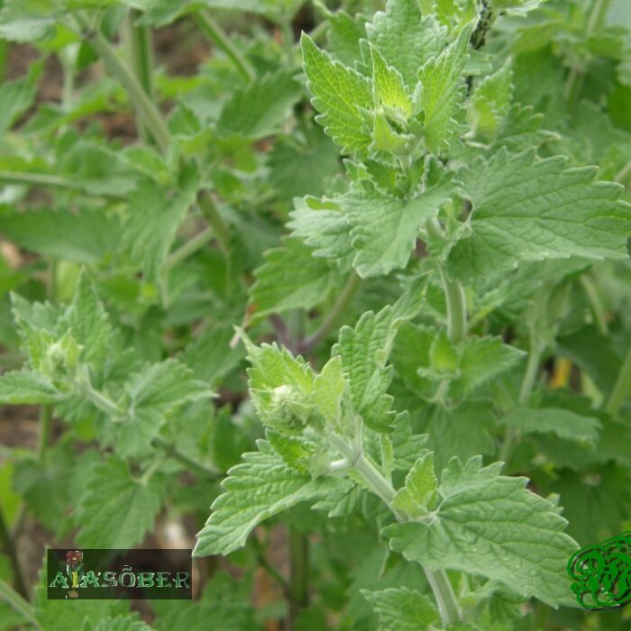 Sidrunmeliss 'Lemon Balm' - Image 2