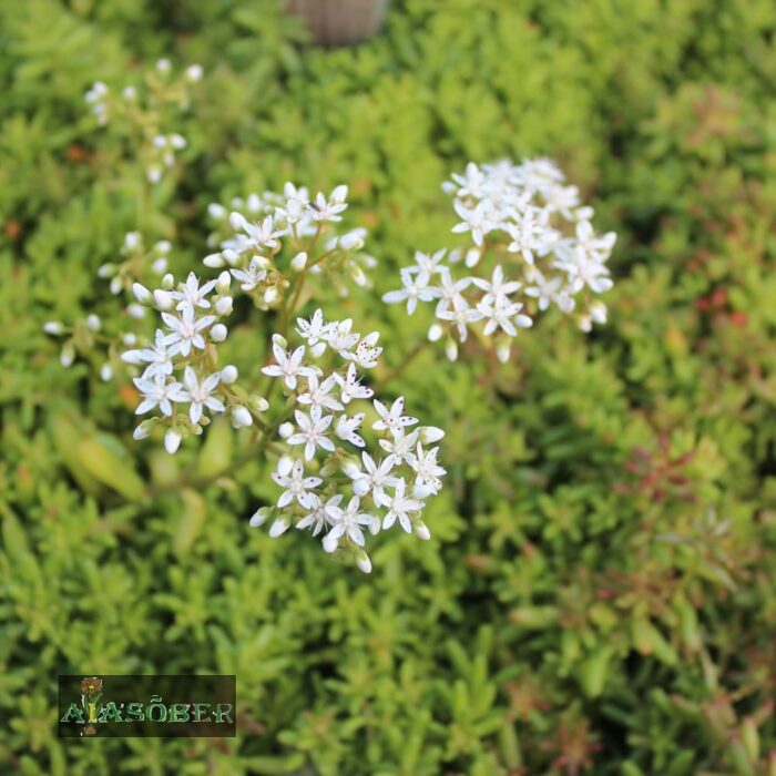 Valge kukehari 'Coral Carpet'