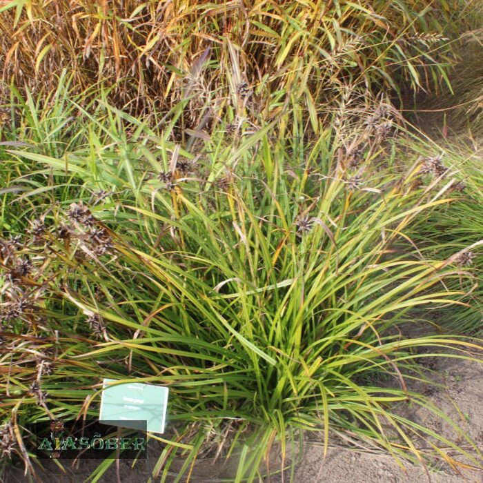 Pugutarn - Image 2