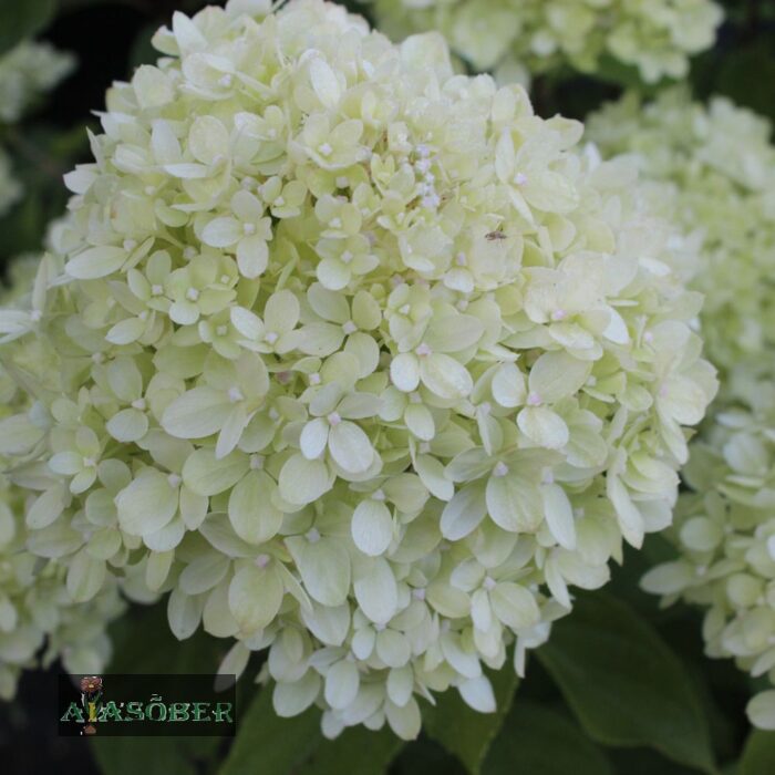 Aedhortensia 'Little Lime'