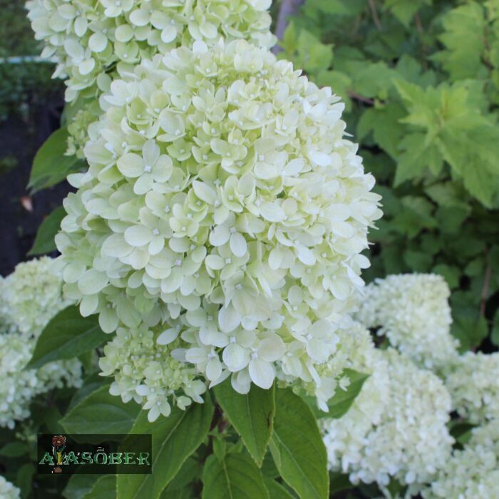 Aedhortensia 'Little Lime' - Image 2