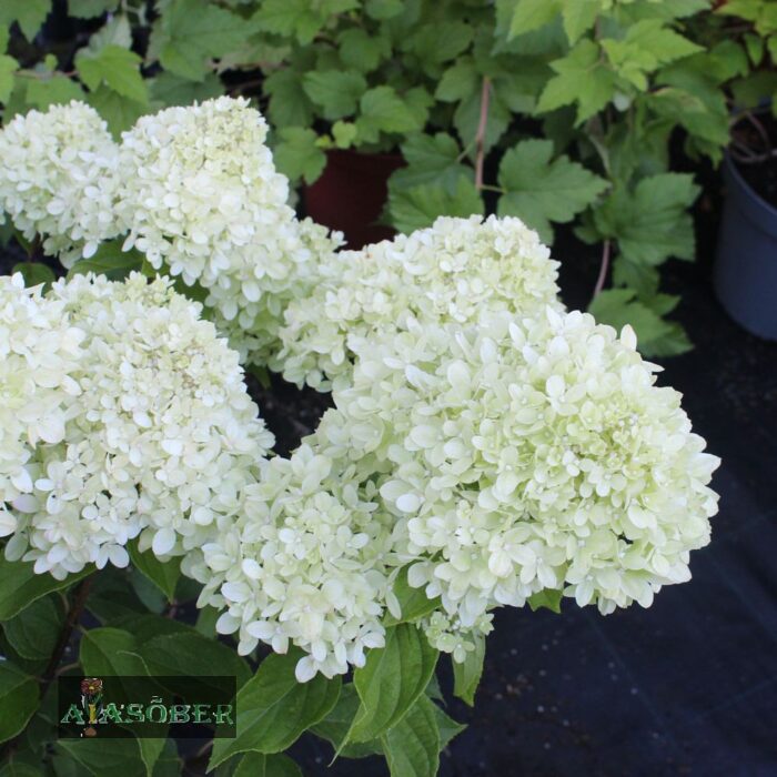 Aedhortensia 'Little Lime' - Image 3