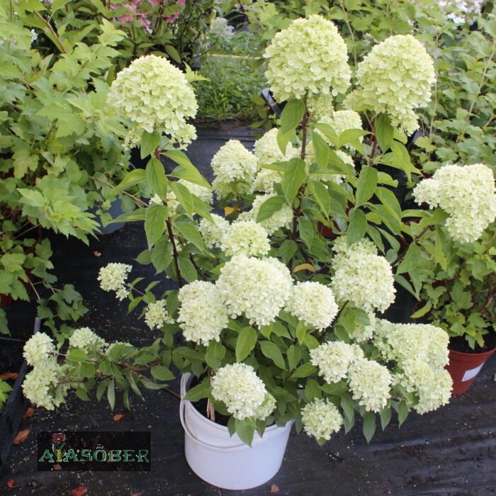 Aedhortensia 'Little Lime' - Image 4