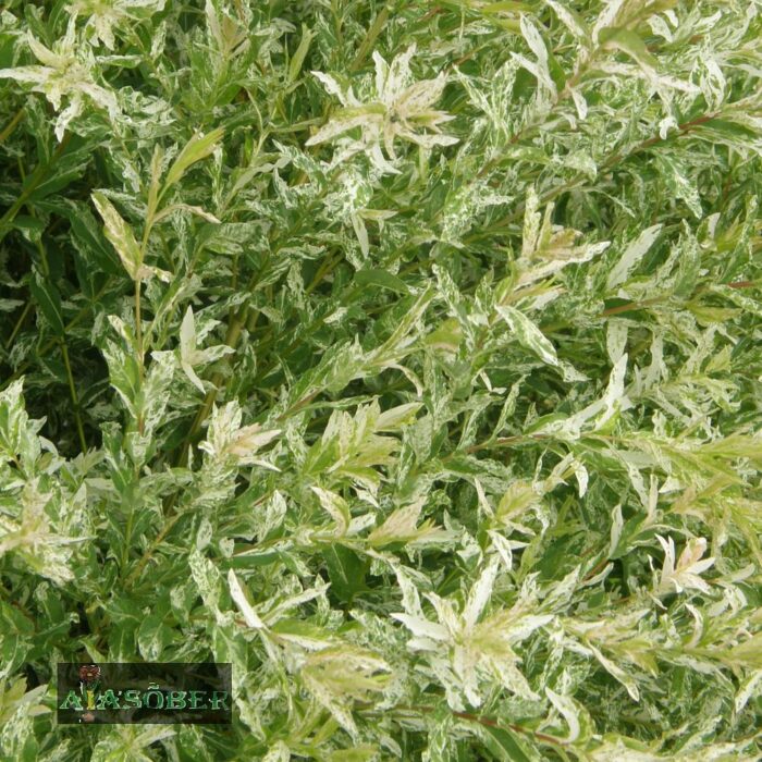 Terveservaline paju 'Hakuro-Nishiki'