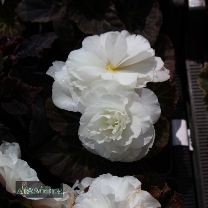 Mugulbegoonia  'Nonstop Mocca F1 White' - Image 3