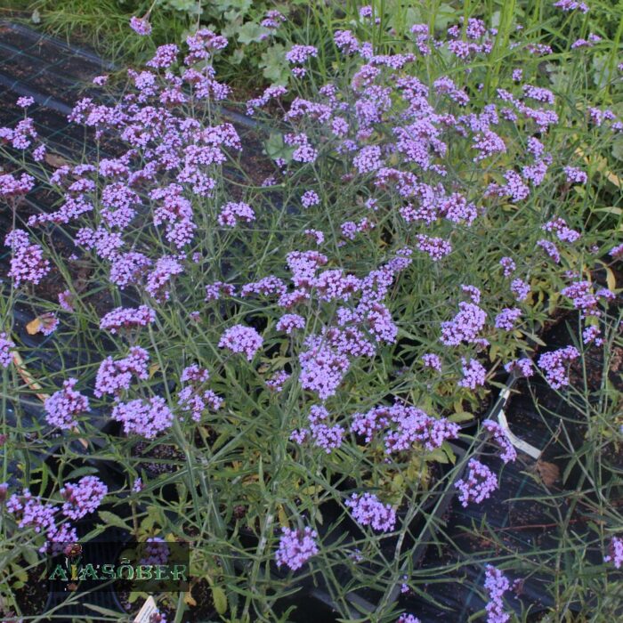 Argentiina raudürt 'Violet Blue'