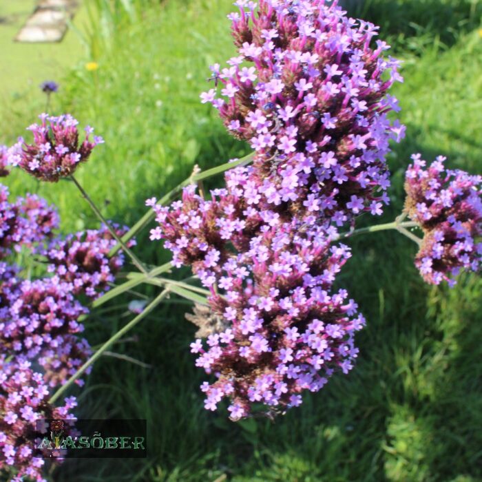 Argentiina raudürt 'Violet Blue' - Image 3