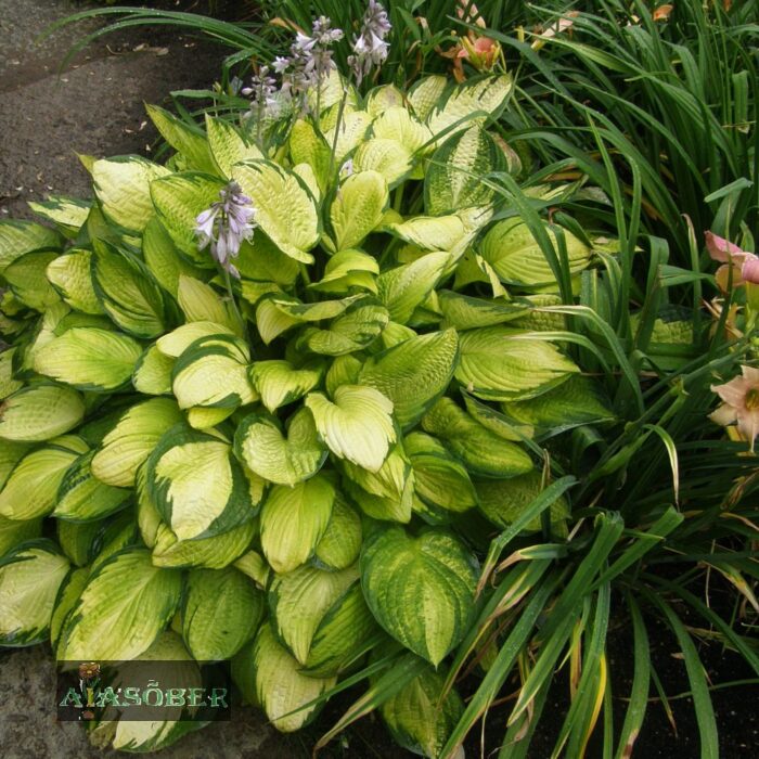 Fortune'i hosta 'Gold Standard'