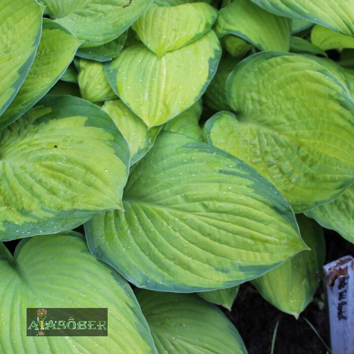 Fortune'i hosta 'Gold Standard' - Image 2