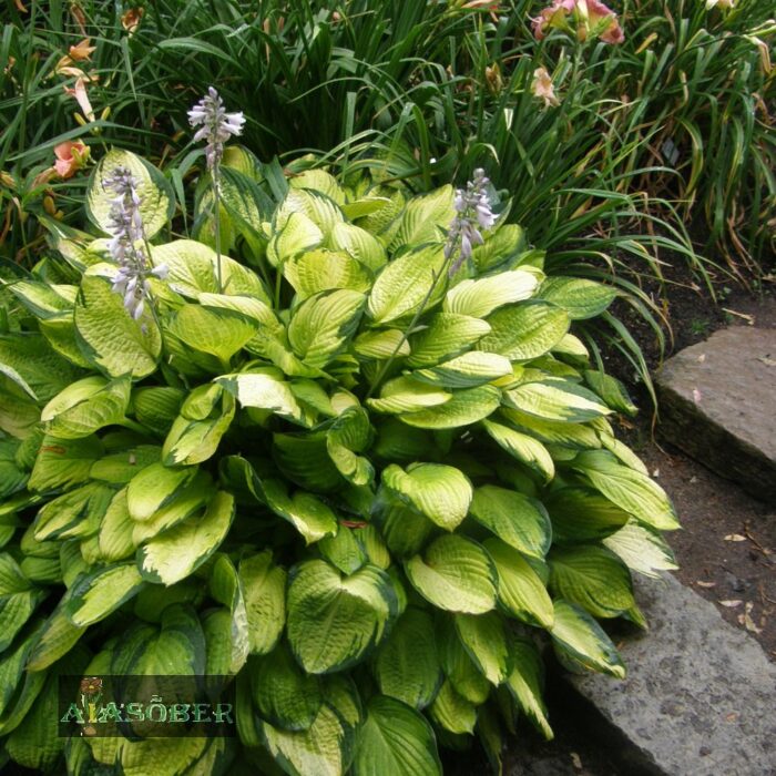 Fortune'i hosta 'Gold Standard' - Image 3