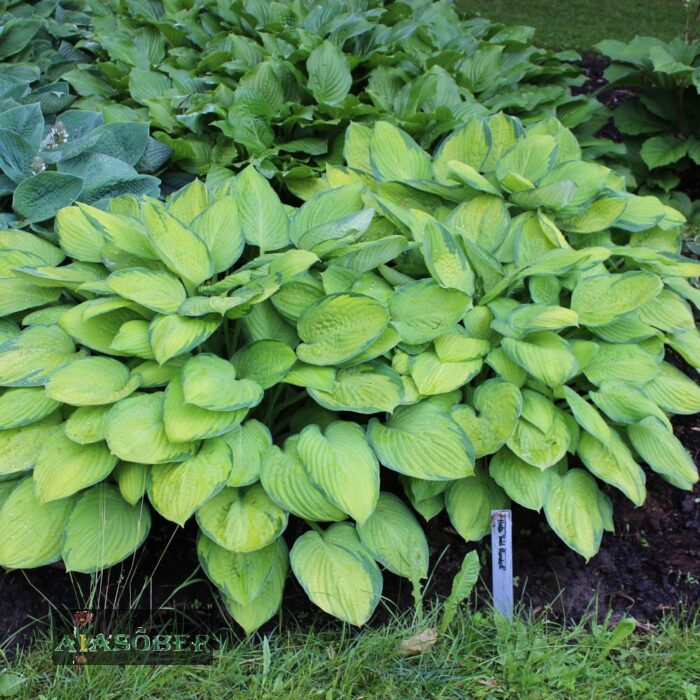 Fortune'i hosta 'Gold Standard' - Image 4