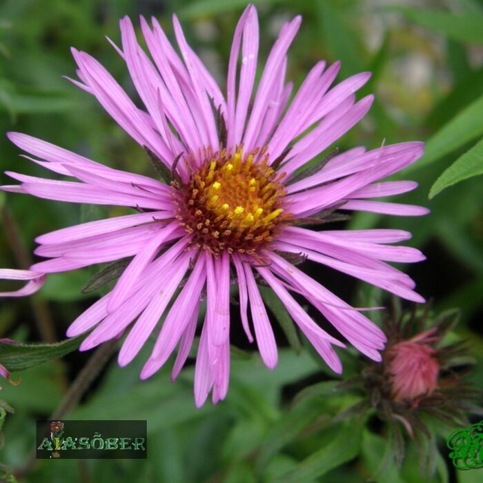 Madal aster 'Alice Haslam' - Image 3