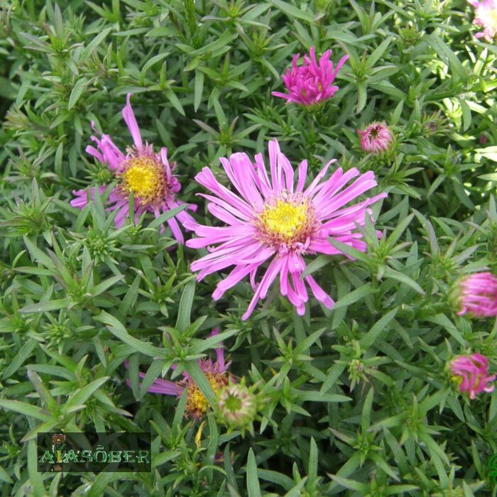 Madal aster 'Alice Haslam' - Image 4