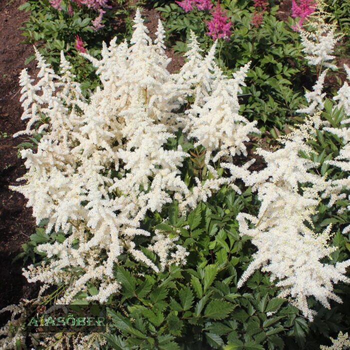 Jaapani astilbe 'Ellie'