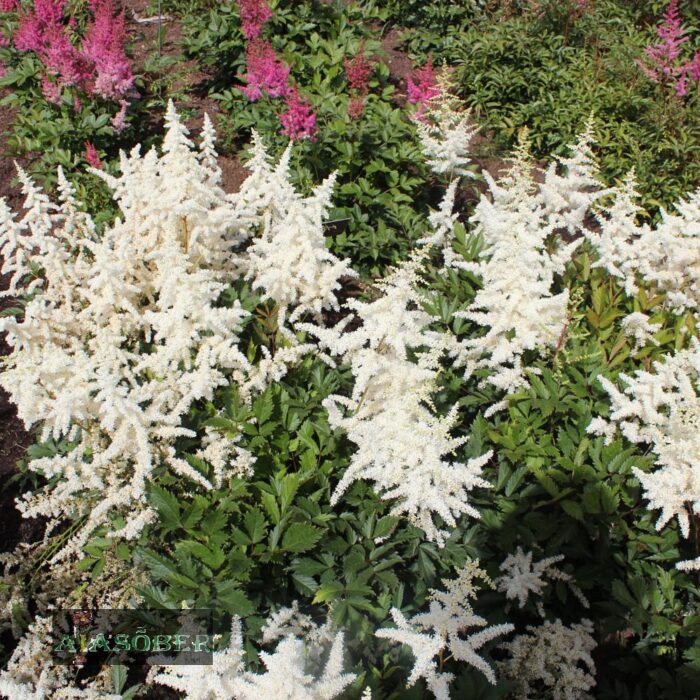 Jaapani astilbe 'Ellie' - Image 2