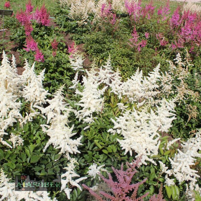 Jaapani astilbe 'Ellie' - Image 3