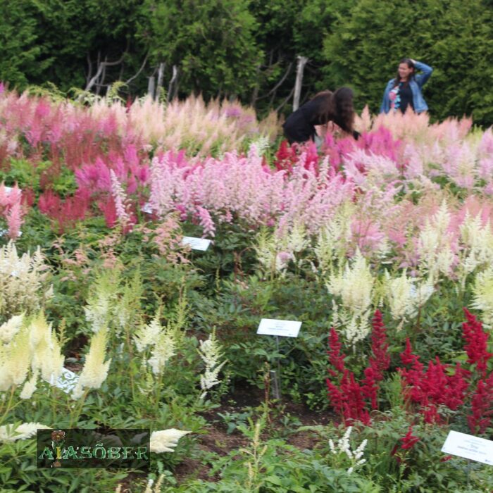 Jaapani astilbe 'Ellie' - Image 4