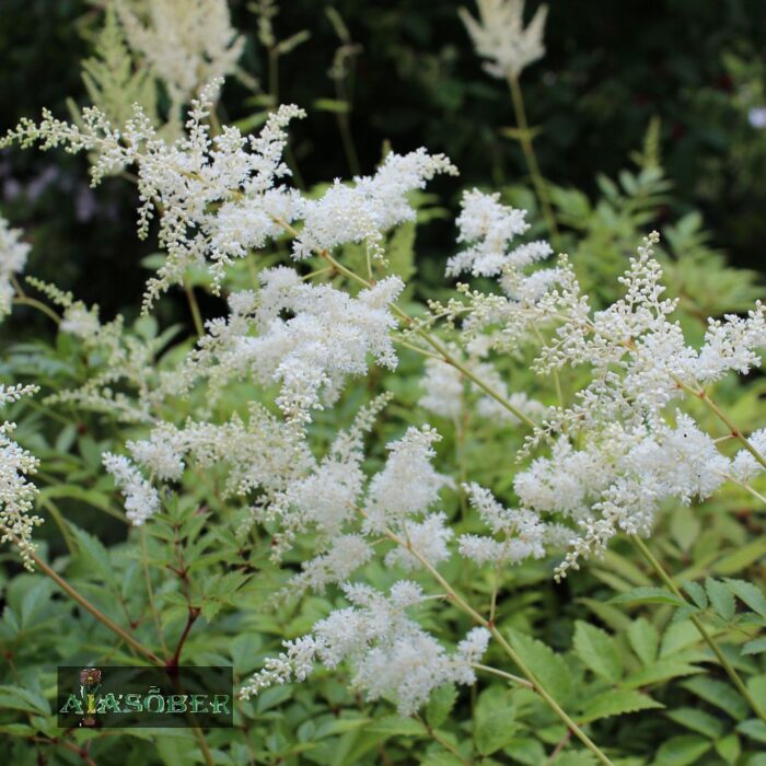 Arendsi astilbe 'Brautschleier'