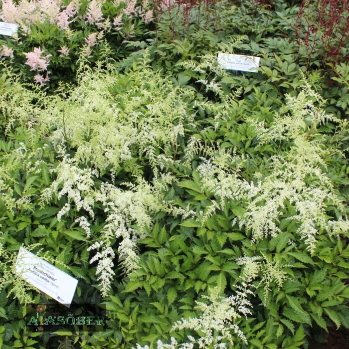 Arendsi astilbe 'Brautschleier' - Image 2