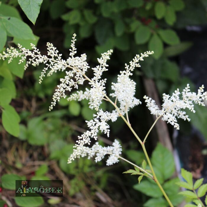 Arendsi astilbe 'Brautschleier' - Image 3