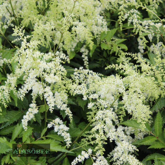 Arendsi astilbe 'Brautschleier' - Image 4